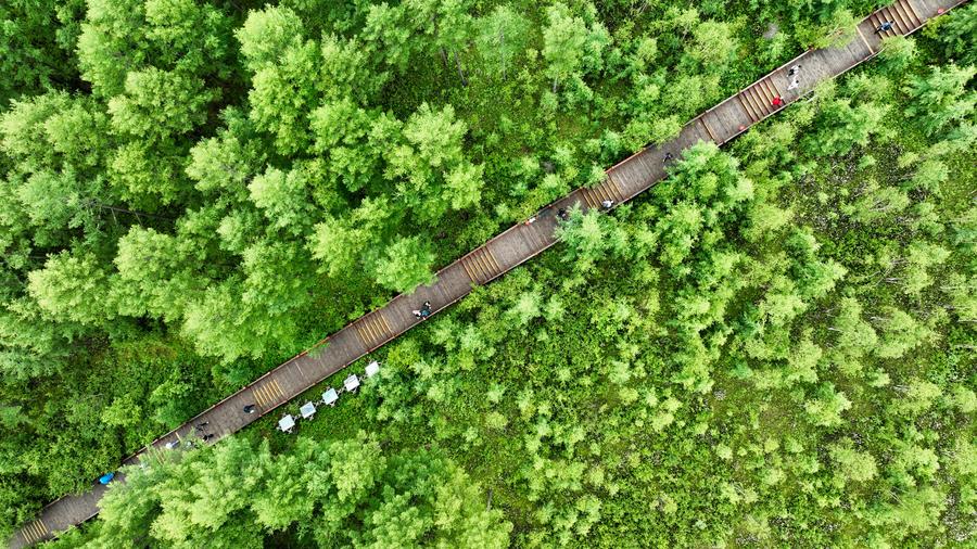 Foto sudut udara bertarikh 5 Julai 2025 ini memperlihatkan pelancong yang melawat taman hutan negara di Arxan, Liga Hinggan di Wilayah Autonomi Mongolia Dalam di utara China. (Xinhua/Bei He)