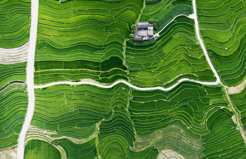 Sungai Lancang: Pemandangan Ladang Teres Musim Panas dari Udara