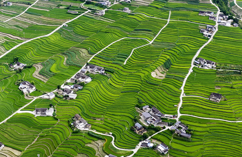 Sungai Lancang: Pemandangan Ladang Teres Musim Panas dari Udara