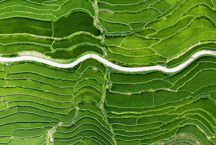 Sungai Lancang: Pemandangan Ladang Teres Musim Panas dari Udara