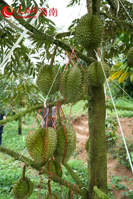 Foto menunjukkan pokok durian yang sarat dengan durian di Zon Ekologi Yucai, Sanya, Provinsi Hainan di selatan China. (People’s Daily Online/Meng Fansheng)