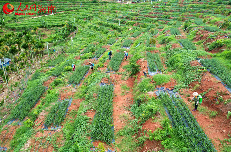Foto pangkalan durian di kampung Mingshan di Zon Ekologi Yucai, Sanya, Provinsi Hainan di selatan China. (People’s Daily Online/Meng Fansheng)