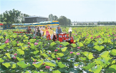 Pelancong menaiki kereta api kecil untuk menikmati bunga teratai di bandar Jiaozuo, Provinsi Henan di tengah China. (Oleh Liu Jinyuan)