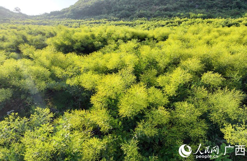 Pohon Cendekiawan Cina Masuki Musim Untuk Dipetik di Guangxi