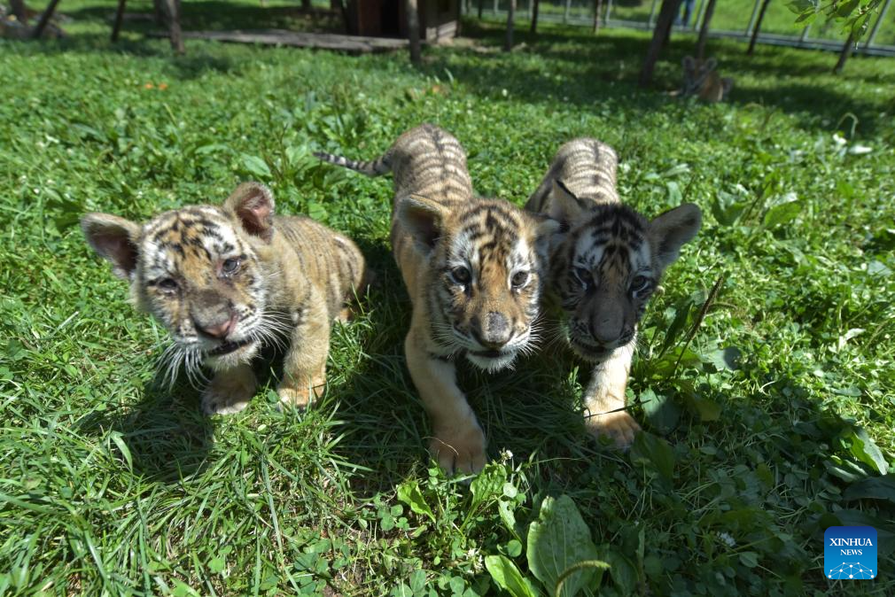 Anak harimau Siberia sedang bermain di Taman Harimau Siberia Hengdaohezi di Mudanjiang, Provinsi Heilongjiang, timur laut China pada 28 Julai 2025. Sejumlah 40 ekor anak harimau Siberia telah dilahirkan di taman itu sejak bulan Mac. (Xinhua/Zhang Chunxiang)