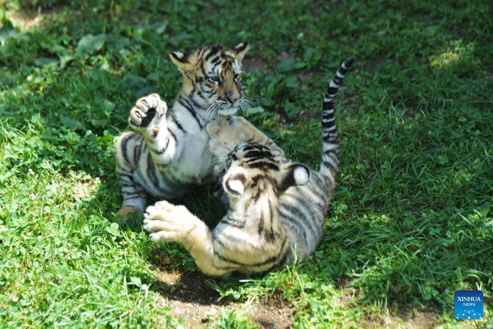 Anak harimau Siberia riang ria bermain di Taman Harimau Siberia Hengdaohezi di Mudanjiang, Provinsi Heilongjiang, timur laut China pada 28 Julai 2025. Sejumlah 40 ekor anak harimau Siberia telah dilahirkan di taman itu sejak bulan Mac. (Xinhua/Zhang Chunxiang)
