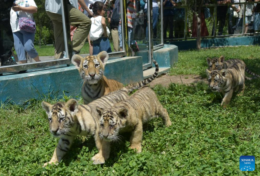 Anak harimau Siberia seronok bermain di Taman Harimau Siberia Hengdaohezi di Mudanjiang, Provinsi Heilongjiang, timur laut China pada 28 Julai 2025. Sejumlah 40 ekor anak harimau Siberia telah dilahirkan di taman itu sejak bulan Mac. (Xinhua/Zhang Chunxiang)