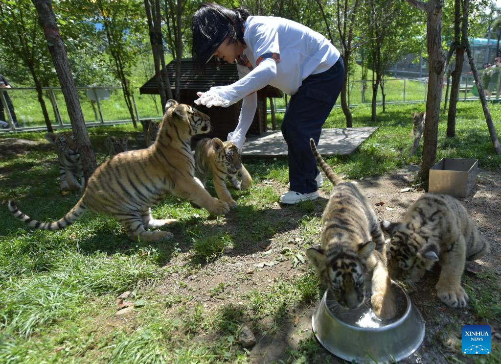 Anak harimau Siberia dijaga rapi di Taman Harimau Siberia Hengdaohezi di Mudanjiang, Provinsi Heilongjiang, timur laut China pada 28 Julai 2025. Sejumlah 40 ekor anak harimau Siberia telah dilahirkan di taman itu sejak bulan Mac. (Xinhua/Zhang Chunxiang)
