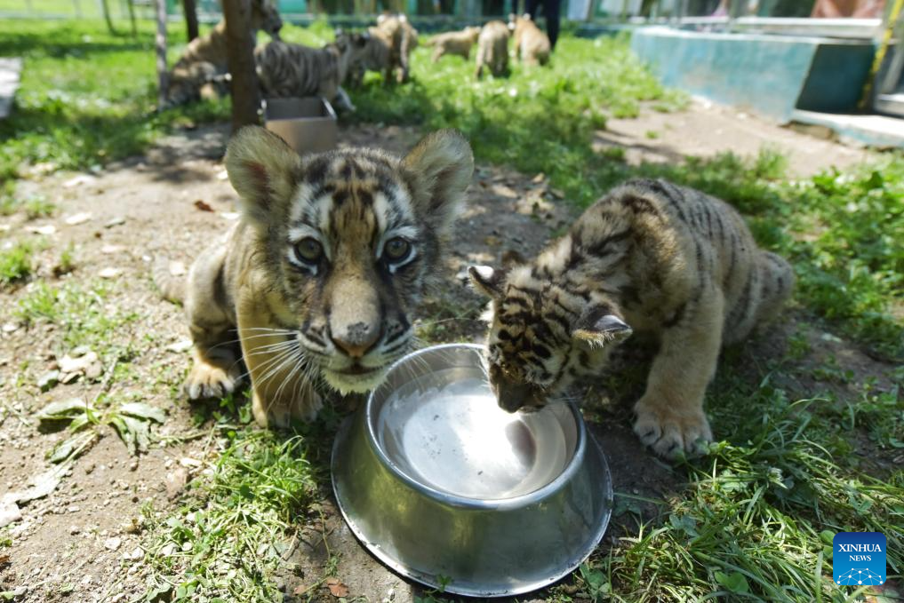 Anak harimau Siberia sedang minum air di Taman Harimau Siberia Hengdaohezi di Mudanjiang, Provinsi Heilongjiang, timur laut China pada 28 Julai 2025. Sejumlah 40 ekor anak harimau Siberia telah dilahirkan di taman itu sejak bulan Mac. (Xinhua/Zhang Chunxiang)