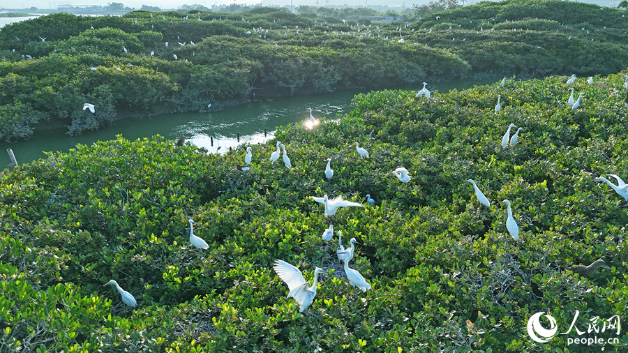Burung bangau bertenggek di dahan-dahan pokok bakau di Simpanan Alam Semula Jadi Pokok Bakau Kebangsaan Zhangjiangkou di kaunti Yunxiao, bandar Zhangzhou, Provinsi Fujian di tenggara China. (People’s Daily Online/Li Changqian)