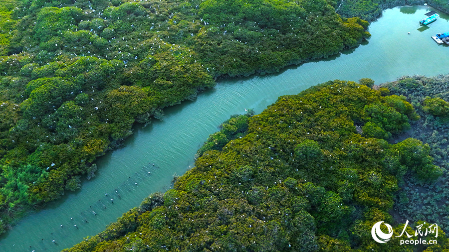Dai Yuansheng mengambil foto di Simpanan Alam Semula Jadi Kebangsaan Zhangjiangkou di kaunti Yunxiao, bandar Zhangzhou, Provinsi Fujian di tenggara China. (Foto ihsan individu yang diwawancara)