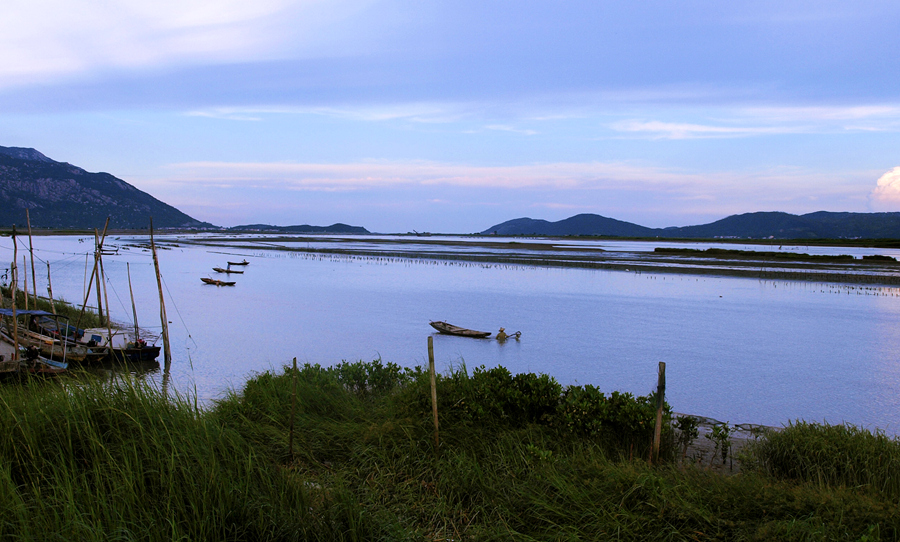 Foto yang diambil pada 2013 ini menunjukkan pokok bakau di muara Sungai Zhangjiang yang diserang oleh alterniflora Spartina yang invasif. (Foto oleh Dai Yuansheng)