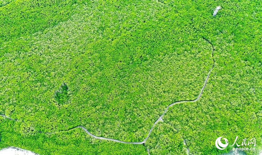 Foto diambil pada Julai 2025 ini menunjukkan pokok bakau yang subur di muara Sungai Zhangjiang di kaunti Yunxiao, bandar Zhangzhou, Provinsi Fujian di tenggara China. (People’s Daily Online/Li Changqian)