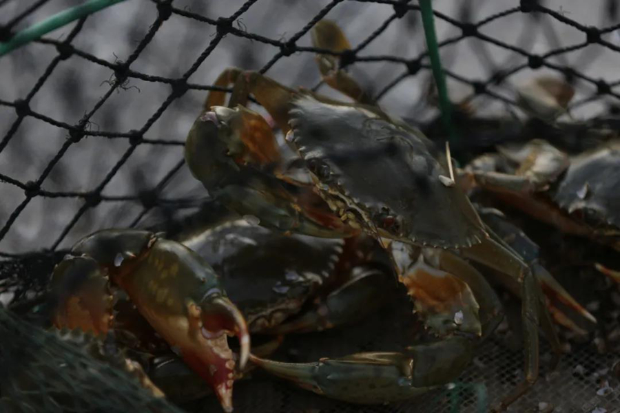 Foto menunjukkan ketam lumpur gergasi, produk GI di kaunti Yunxiao, bandar Zhangzhou, Provinsi Fujian di tenggara China. (Foto oleh Xie Qinwei)