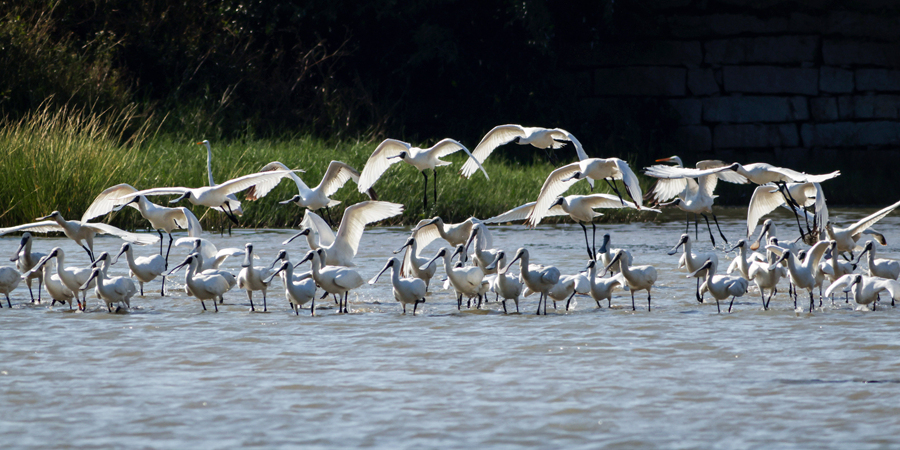 Foto memperlihatkan kawanan Sekendi-Sudu Asia Timur berehat di Simpanan Alam Semula Jadi Pokok Bakau Kebangsaan Zhangjiangkou di kaunti Yunxiao, bandar Zhangzhou, Provinsi Fujian di tenggara China. (Foto oleh Dai Yuansheng)