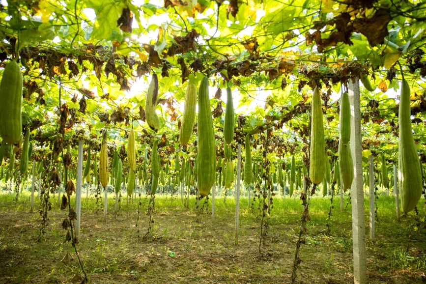 1.	Foto memperlihatkan petola di sebuah ladang yang terletak di kaunti Shangcheng, Provinsi Henan, tengah China. (Foto ihsan Jabatan Publisiti Jawatankuasa Parti Komunis China Kaunti Shangcheng)
