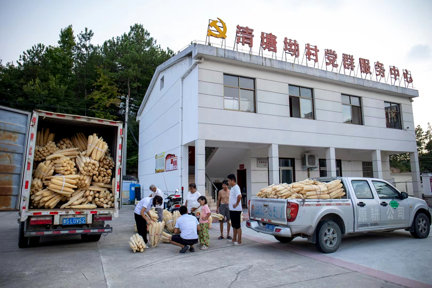 2.	Sebuah syarikat membeli petola di kampung Qingtang’ao di perbandaran Wuhe, kaunti Shangcheng, Provinsi Henan, di tengah China. (Foto ihsan Jabatan Publisiti Jawatankuasa Parti Komunis China Kaunti Shangcheng)