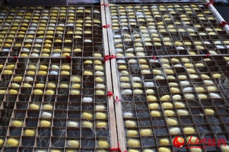 Foto memperlihatkan kokun ulat sutera di kampung Wangjiagou di pekan Guanzhuang di kaunti Yanchuan, bandar Yan’an, Provinsi Shaanxi di barat laut China. (People’s Daily Online/Li Zhiqiang)