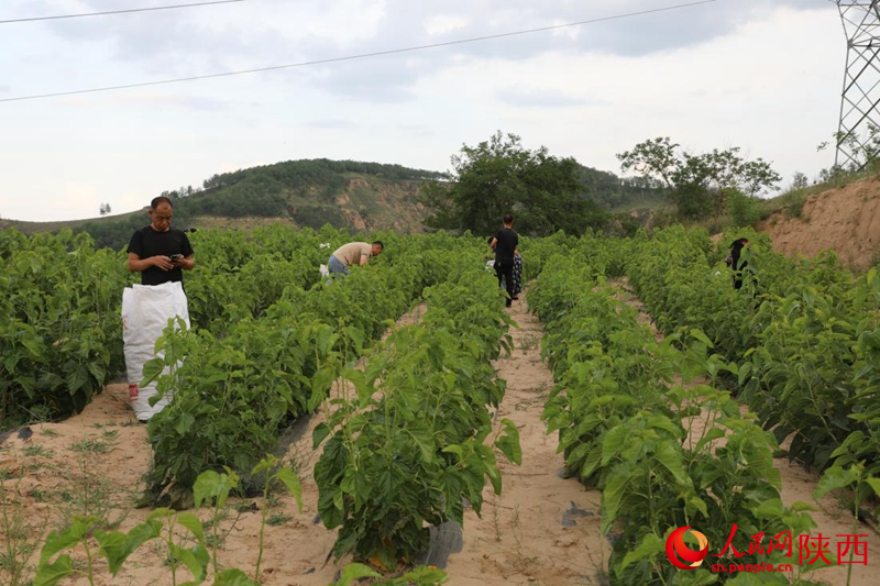 Petani mengutip daun mulberi di kaunti Yanchuan, bandar Yan’an, Provinsi Shaanxi di barat laut China. (People’s Daily Online/Li Zhiqiang)