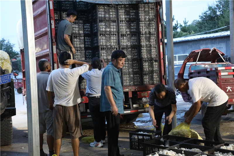 Petani memuatkan kokun ulat sutera yang dibeli oleh pembeli dari Provinsi Jiangsu di timur China ke atas trak di tapak pengumpulan kokun ulat sutera di kaunti Yanchuan, bandar Yan'an, Provinsi Shaanxi di barat laut China. (Foto ihsan pusat media kaunti Yanchuan)
