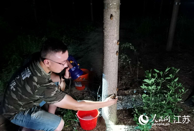 Seorang penduduk kampung menangkap reriang emas pada waktu malam di pekan Lulou, kaunti Peixian, bandar Xuzhou, Provinsi Jiangsu di timur China. (People’s Daily Online/Zhang Hantian)