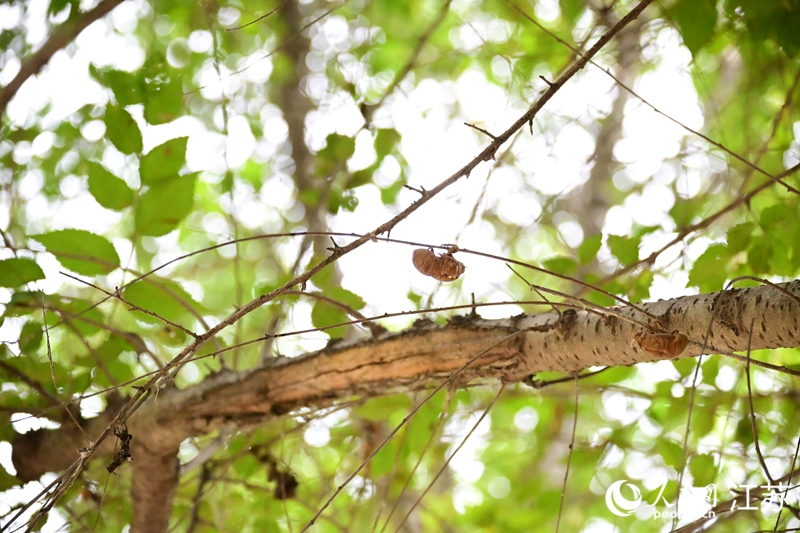 Foto memperlihatkan cangkerang reriang yang ditinggalkan di dahan elm. (People’s Daily Online/Zhang Hantian)