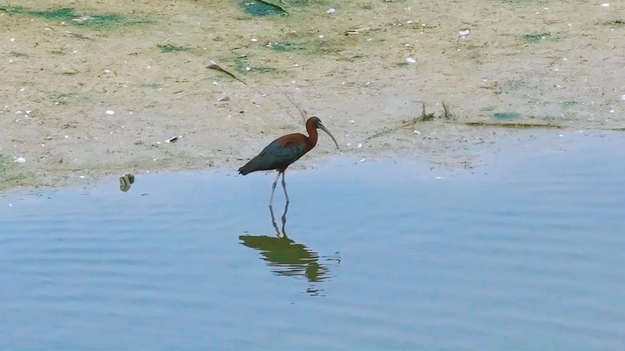Foto bertarikh 6 Ogos 2025 ini memaparkan seekor sekendi berkilau di Simpanan Semula Jadi Kebangsaan Tasik Hengshui di Provinsi Hebei, utara China. (Sumber oleh biro perlindungan Daerah Baharu Binhu menerusi Xinhua)