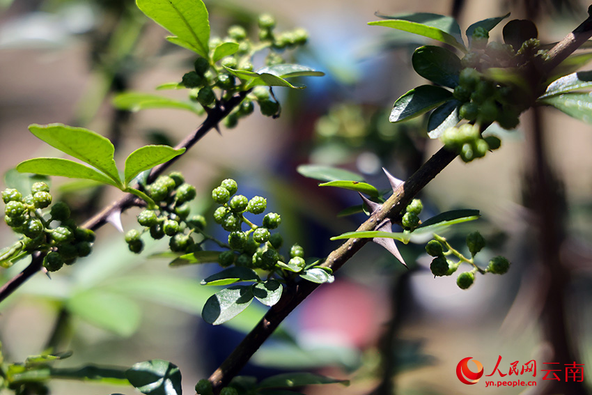 Industri Lada Sichuan Berkembang Maju di Yunnan