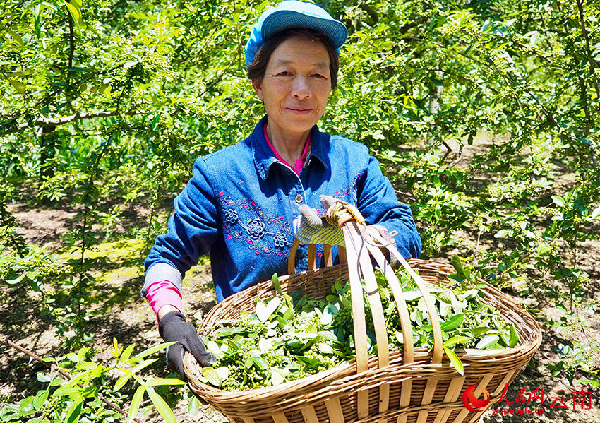 Industri Lada Sichuan Berkembang Maju di Yunnan