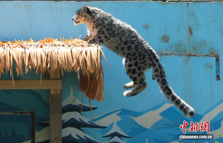 Dahulu Cedera, Harimau Bintang Salji Kini Hampir Pulih di Zoo Xining