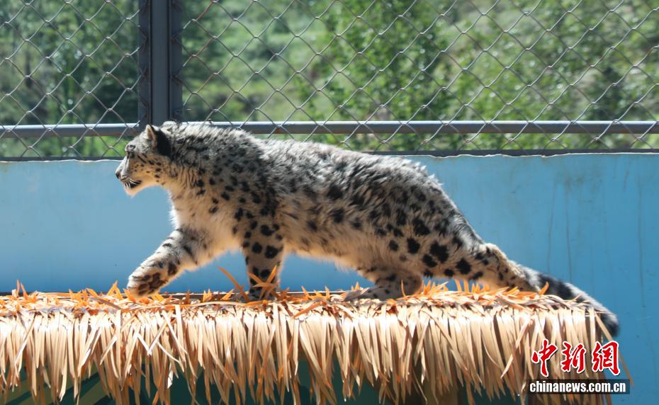 Dahulu Cedera, Harimau Bintang Salji Kini Hampir Pulih di Zoo Xining