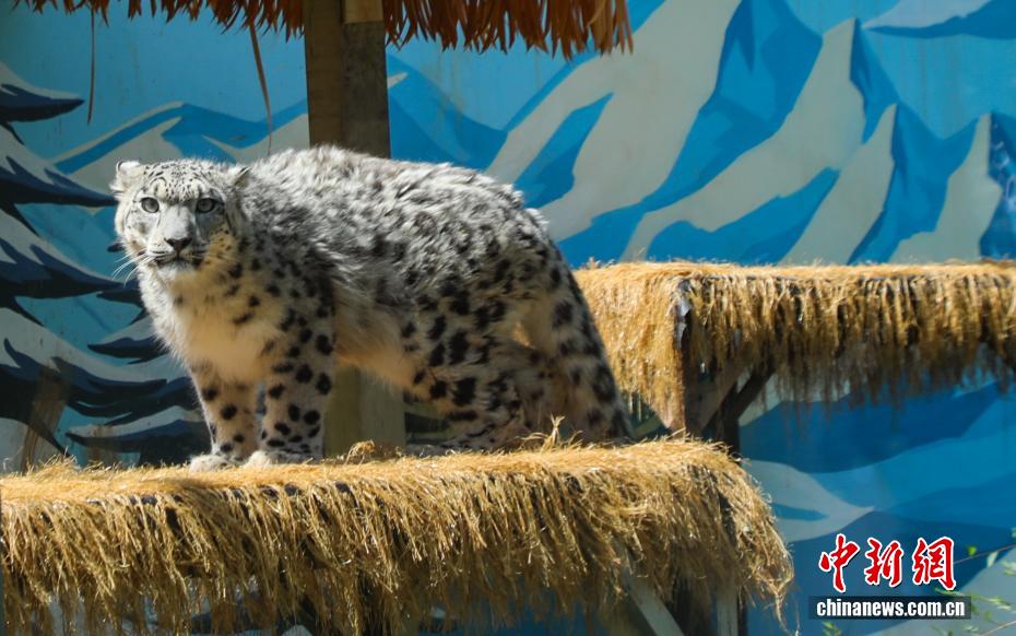 Dahulu Cedera, Harimau Bintang Salji Kini Hampir Pulih di Zoo Xining