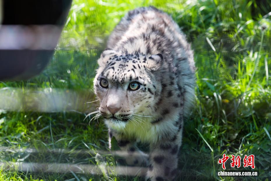 Dahulu Cedera, Harimau Bintang Salji Kini Hampir Pulih di Zoo Xining