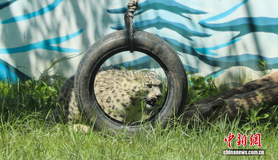 Dahulu Cedera, Harimau Bintang Salji Kini Hampir Pulih di Zoo Xining