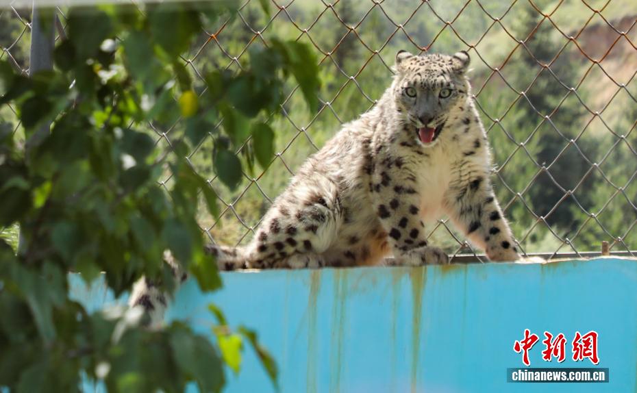 Dahulu Cedera, Harimau Bintang Salji Kini Hampir Pulih di Zoo Xining