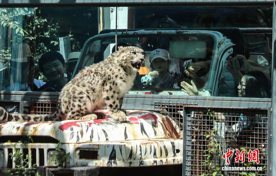 Dahulu Cedera, Harimau Bintang Salji Kini Hampir Pulih di Zoo Xining