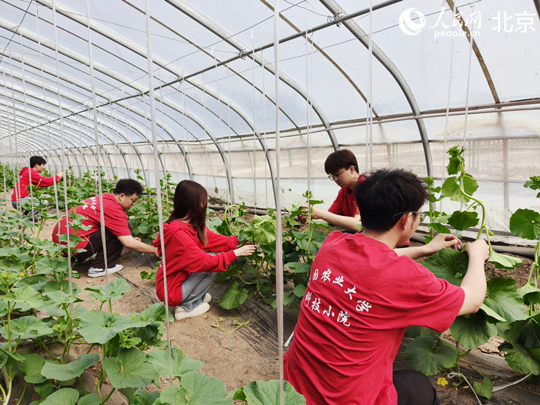 Pelajar menguruskan pokok melon di rumah hijau di sebuah halaman sains dan teknologi di pekan Majuqiao, daerah Tongzhou, Beijing. (People’s Daily Online/Li Bo)