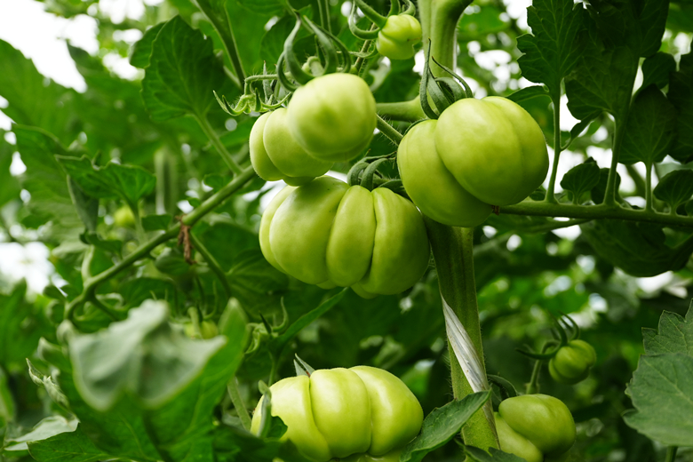 Halaman Sains dan Teknologi Bawa Kepakaran Buat Petani di Beijing