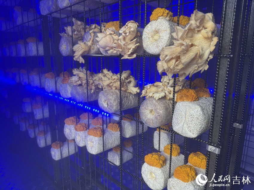 Cendawan tiram dan kulat yang boleh dimakan iaitu Jin’er atau telinga emas, di dalam kabin pintar berasaskan kontena untuk memupuk kulat unik yang dibangunkan oleh pasukan penyelidik diketuai oleh Profesor Li Yu. (People’s Daily Online/Li Siyue)
