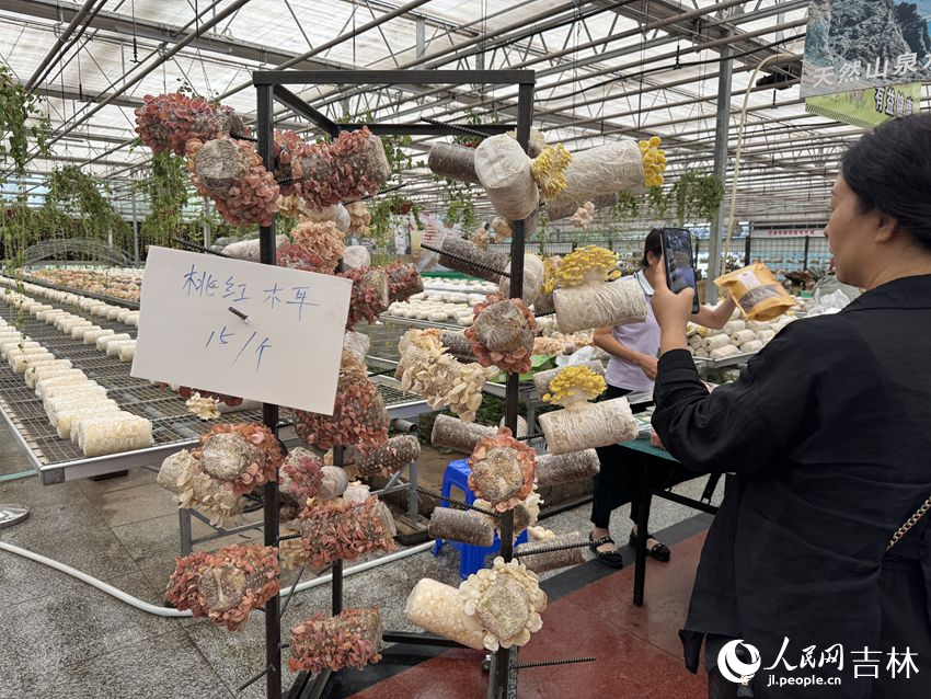 Cendawan telinga kayu merah jambu yang dibangunkan oleh pasukan penyelidik diketuai oleh profesor Li Yu telah menarik perhatian ramai pengunjung di Ekspo Makanan dan Pertanian Antarabangsa Changchun China ke-24 di Changchun, Provinsi Jilin, timur laut China. (People’s Daily Online/Li Siyue)