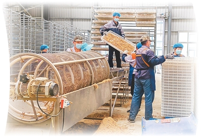 Para pekerja di sebuah bengkel milik Syarikat Weihai Wendeng Daodi Ginseng Industry Develoment di daerah Wendeng, bandar Weihai, Provinsi Shandong di timur China. (Foo oleh Guo Yancheng)