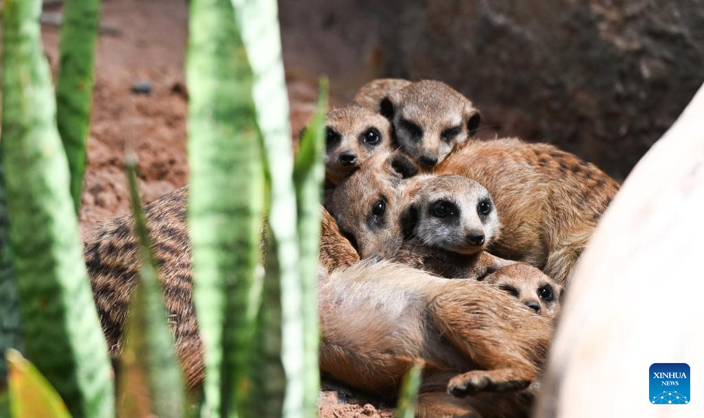 Haiwan Baharu Buat Kemunculan Sulung di Taman Botani dan Hidupan Liar Tropika Hainan