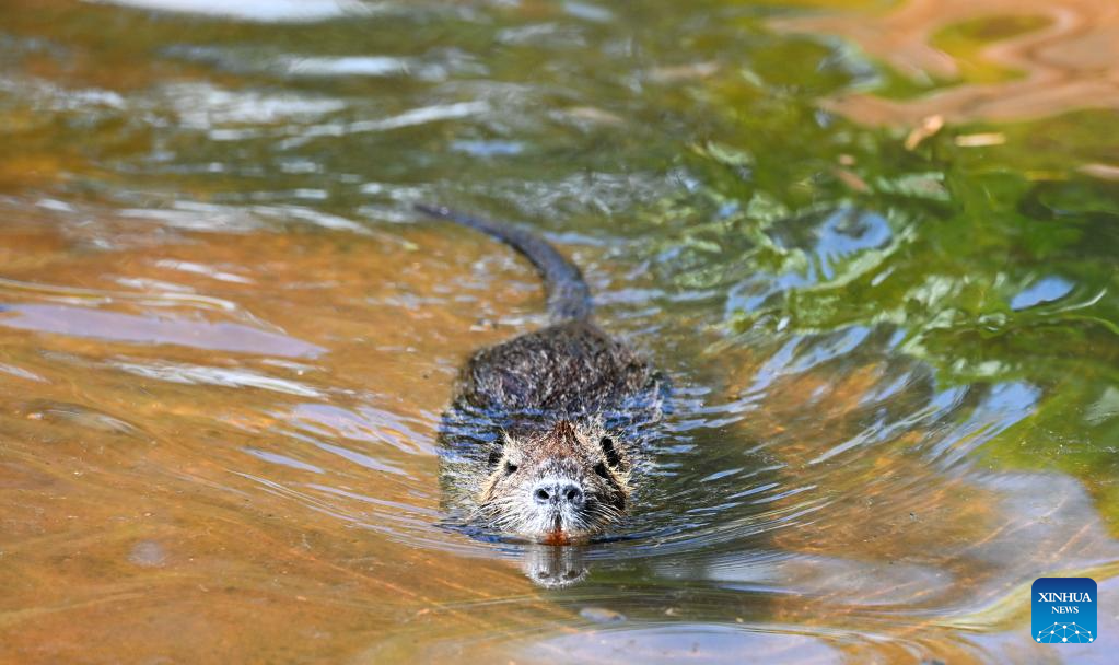Haiwan Baharu Buat Kemunculan Sulung di Taman Botani dan Hidupan Liar Tropika Hainan