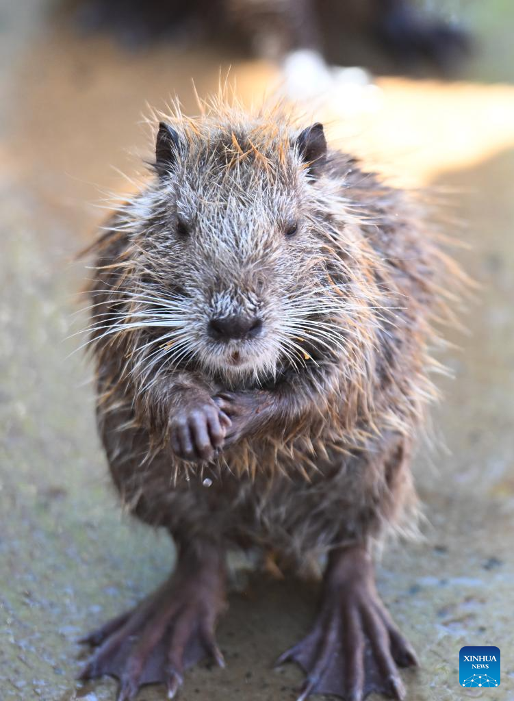 Haiwan Baharu Buat Kemunculan Sulung di Taman Botani dan Hidupan Liar Tropika Hainan