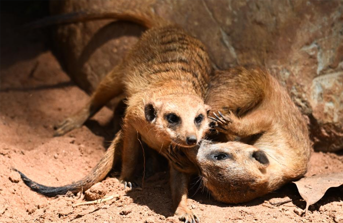 Haiwan Baharu Buat Kemunculan Sulung di Taman Botani dan Hidupan Liar Tropika Hainan