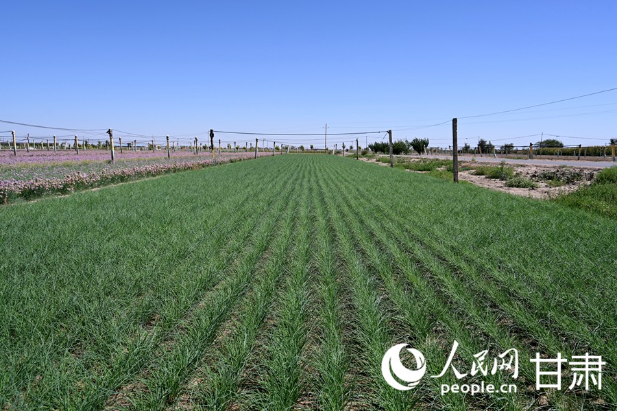 Foto memperlihatkan ladang bawang liar di kampung Bayi, pekan Daba, kaunti Minqin, bandar Wuwei, Provinsi Gansu di barat laut China. (People’s Daily Online/Xi Juanjuan)