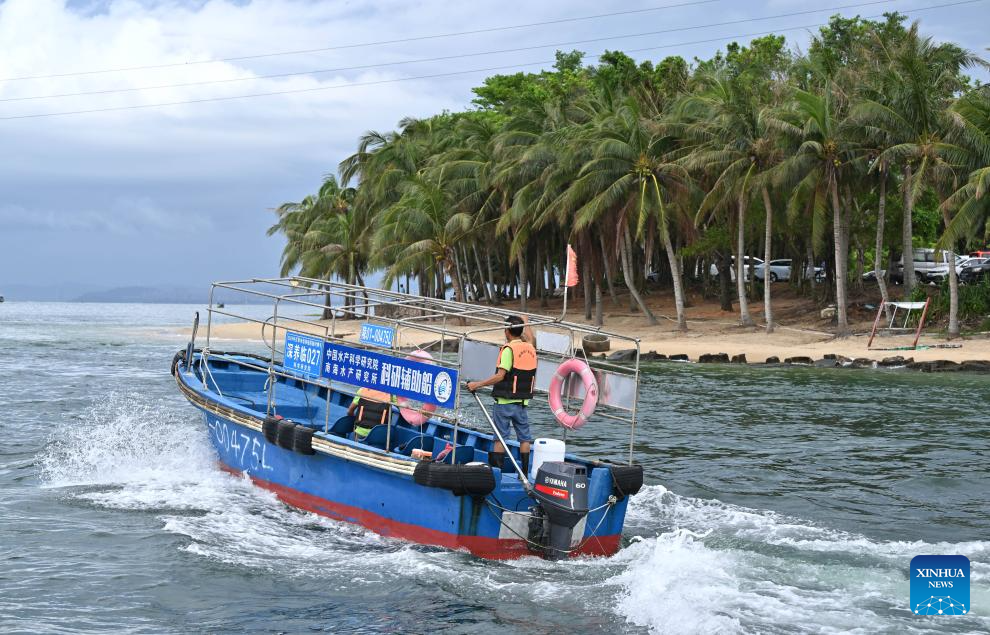 Pekerja sedang dalam perjalanan menuju pangkalan pembiakan tuna sirip kuning luar pesisir menggunakan bot di Kaunti Autonomi Li Lingshui, Provinsi Hainan, di selatan China pada 17 September 2025. (Xinhua/Guo Cheng)
