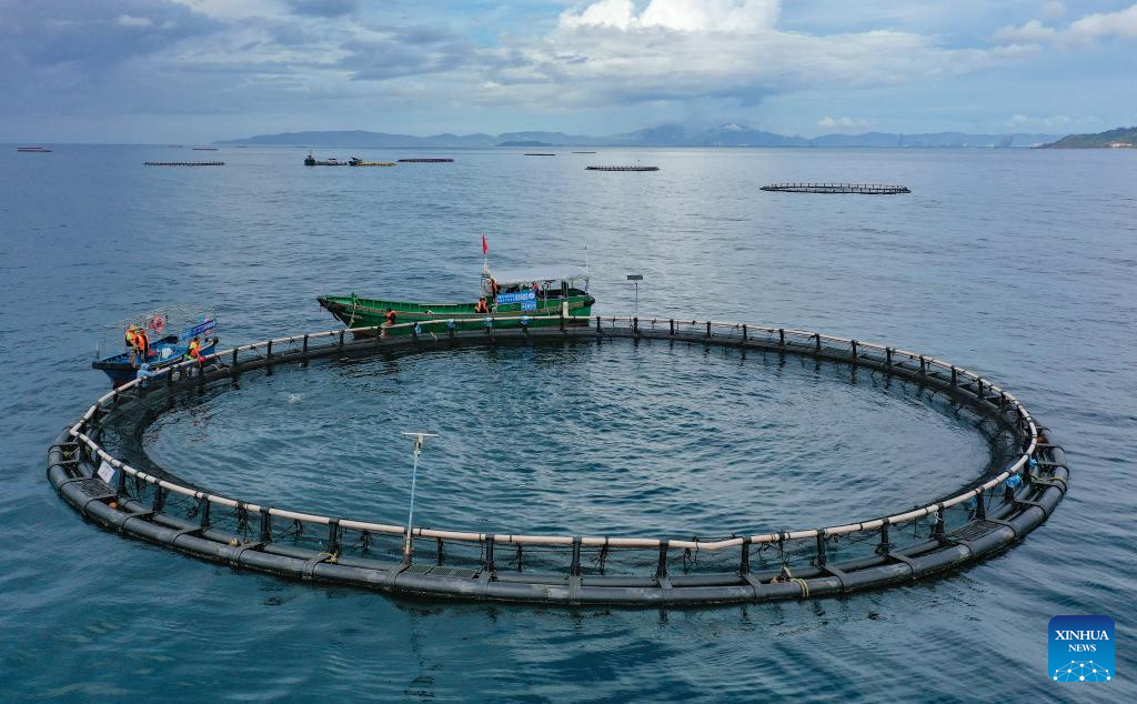 Foto sudut udara memperlihatkan pekerja sedang memberi makanan kepada tuna di pangkalan pembiakan tuna sirip kuning luar pesisir di Kaunti Autonomi Li Lingshui, Provinsi Hainan, di selatan China pada 17 September 2025. (Xinhua/Guo Cheng)