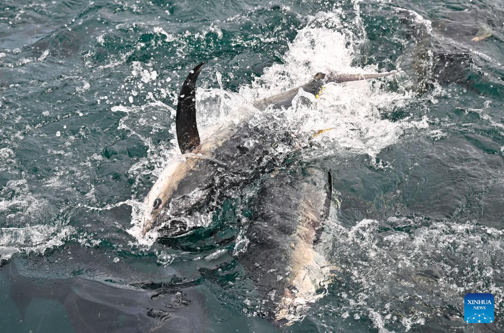 Foto ikan tuna sedang merebut makanan di sebuah pangkalan pembiakan tuna sirip kuning luar pesisir di Kaunti Autonomi Li Lingshui, Provinsi Hainan, di selatan China pada 17 September 2025. (Xinhua/Guo Cheng)