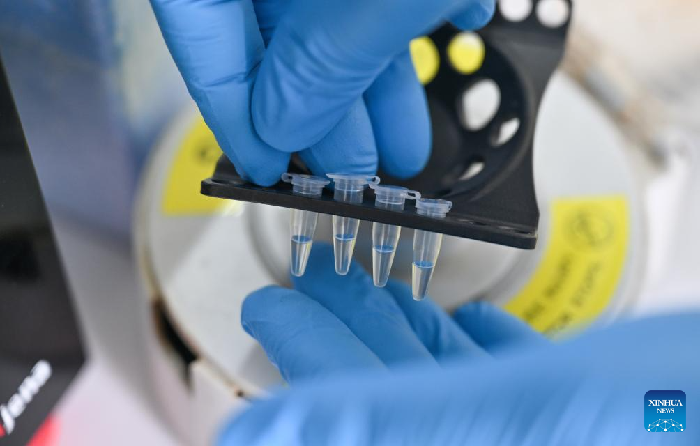 Seorang pekerja di Institut Perikanan Laut China Selatan di bawah Akademi Sains Perikanan China sedang menjalankan penyelidikan saintifik tentang pembiakan tuna sirip kuning di Kaunti Autonomi Li Lingshui, Provinsi Hainan, di selatan China pada 17 September 2025. (Xinhua/Guo Cheng)